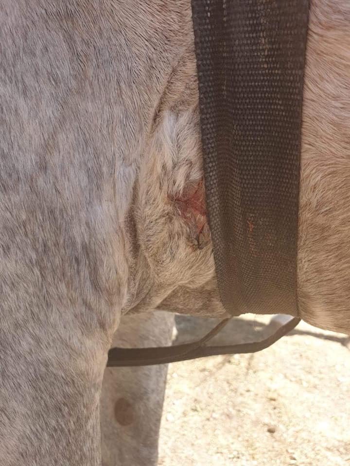 blessure-cheval-kirghizistan